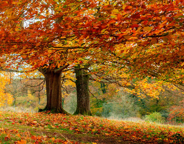 Autumn Afternoon Tea